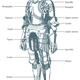 Image for article titled Modern Forensics Reveal Gruesome Details Of King Richard III's Death